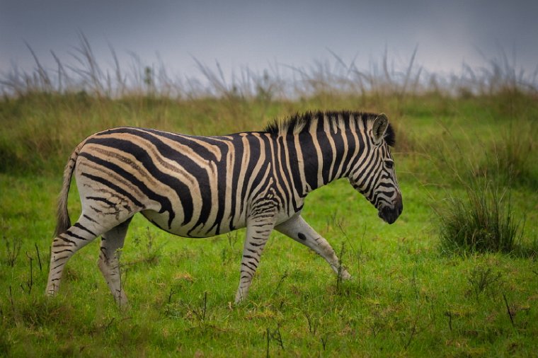 058 Tala Game Reserve, Zuid-Afrika.jpg